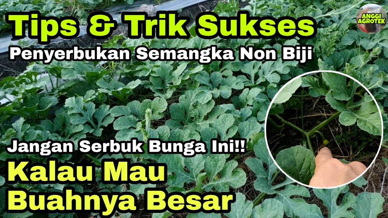 Penyerbukan Semangka Tanpa Biji | Tips dan Trik Menanam Semangka Non Biji