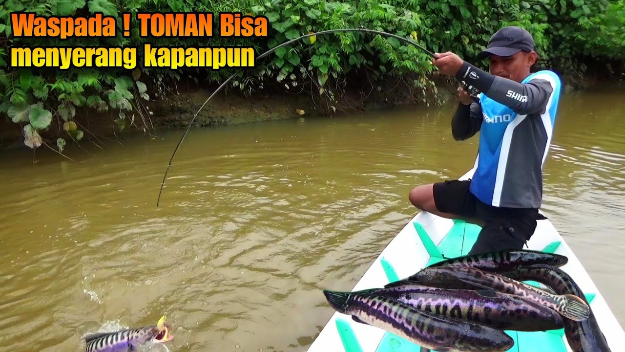 Tidak Terbendung, Serangan Toman Dari Segala Arah