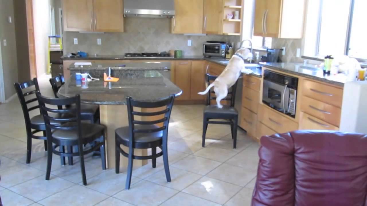 ► intelligent dog steals nuggets in a kitchen !!