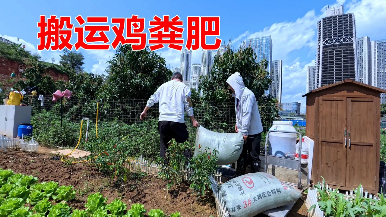 我们和小杜老公一起把九包鸡粪肥搬到了农场的菜地里，为了种好菜，我们真是拼了【我是杰少】
