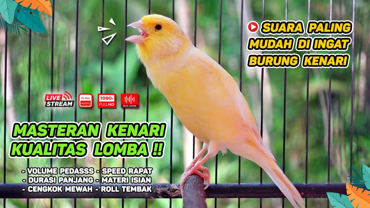 Pancingan Suara Kenari Gacor‼️ Ampuh untuk Masteran Kenari Muda dan Terapi Kenari Macet Bunyi 563