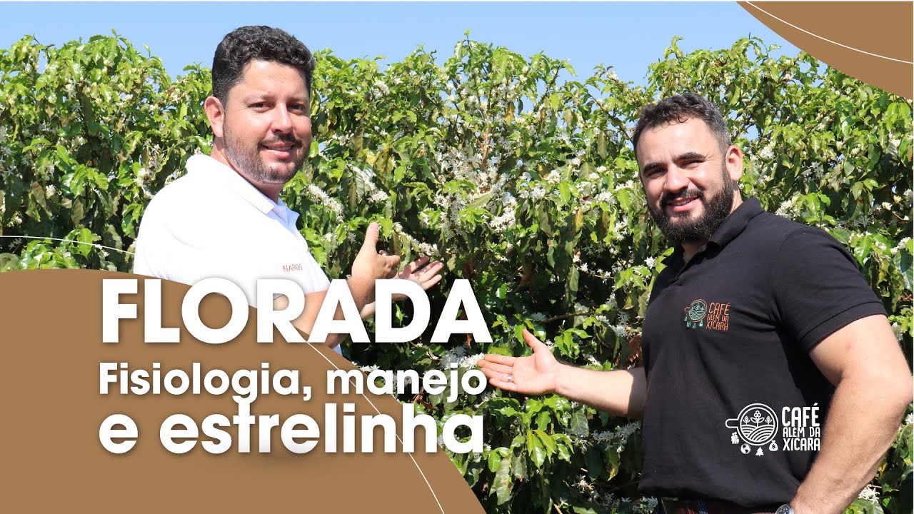 Florada: fisiologia, manejo e estrelinha | Café Além da Xícara