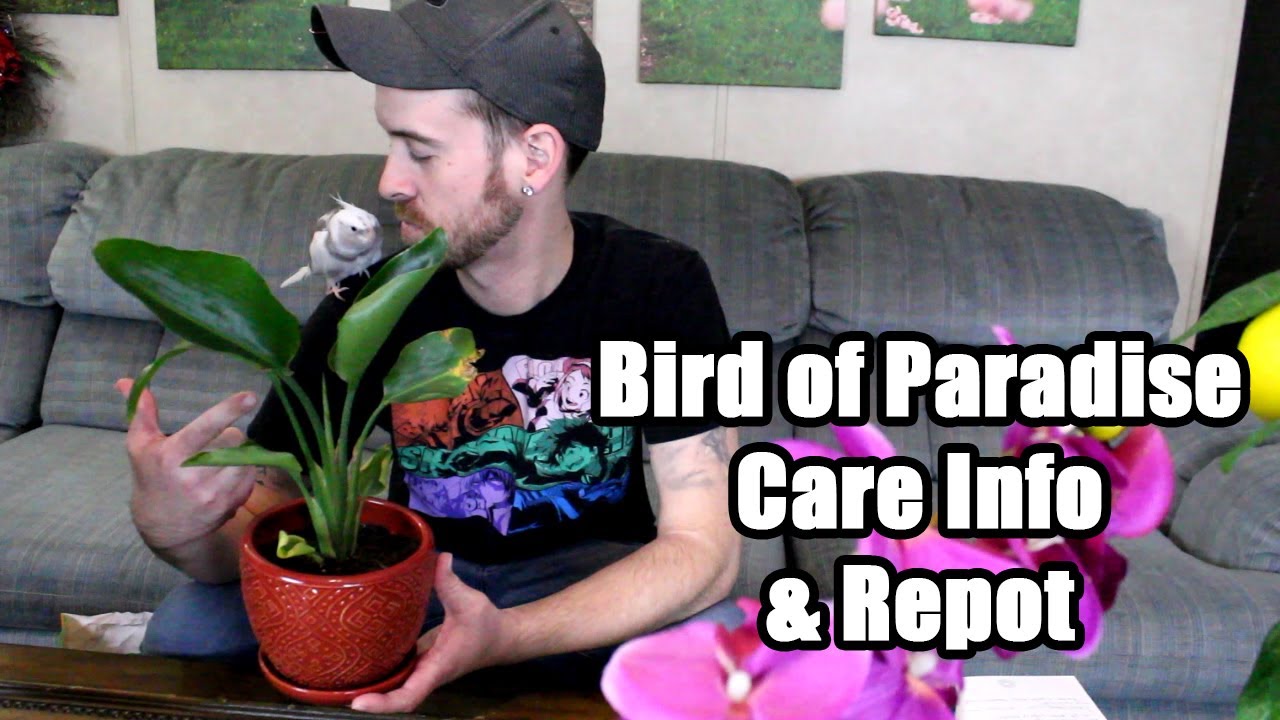 Bird of Paradise (Strelitzia) Care & Information