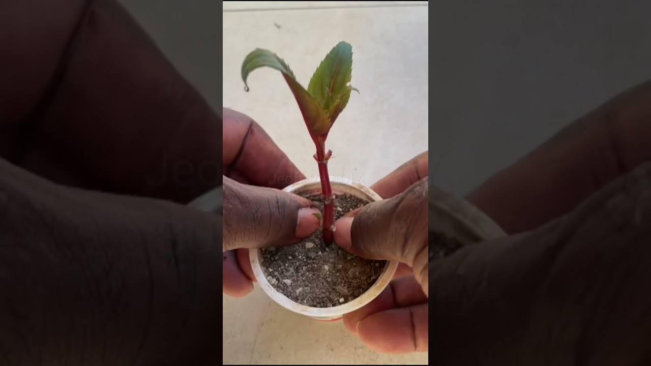 Grow impatiens from cuttings #shorts #impatiens
