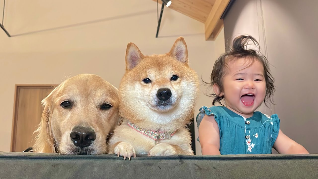 1歳児の突然始まったお遊びにも一緒に参加してくれる心優しい豆柴とゴールデンレトリバー