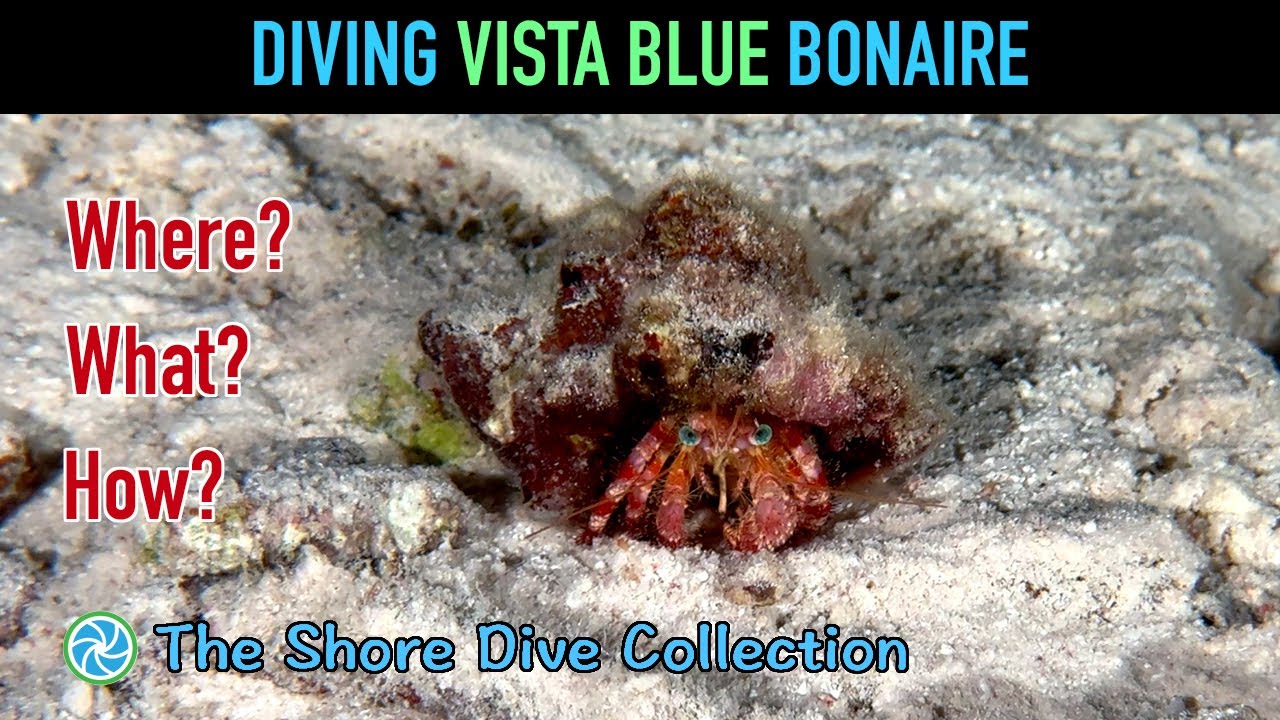 Diving Vista Blue Bonaire | The Shore Dive Collection | TropicLens