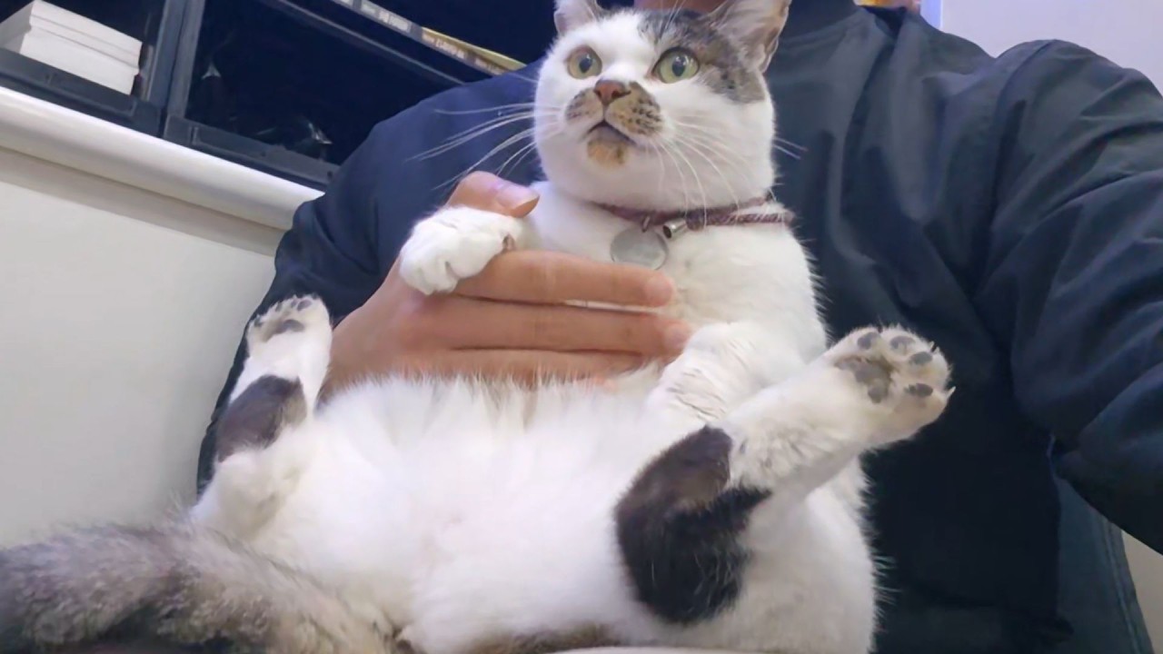 산책과 간식을 좋아하는 '뚱냥이'