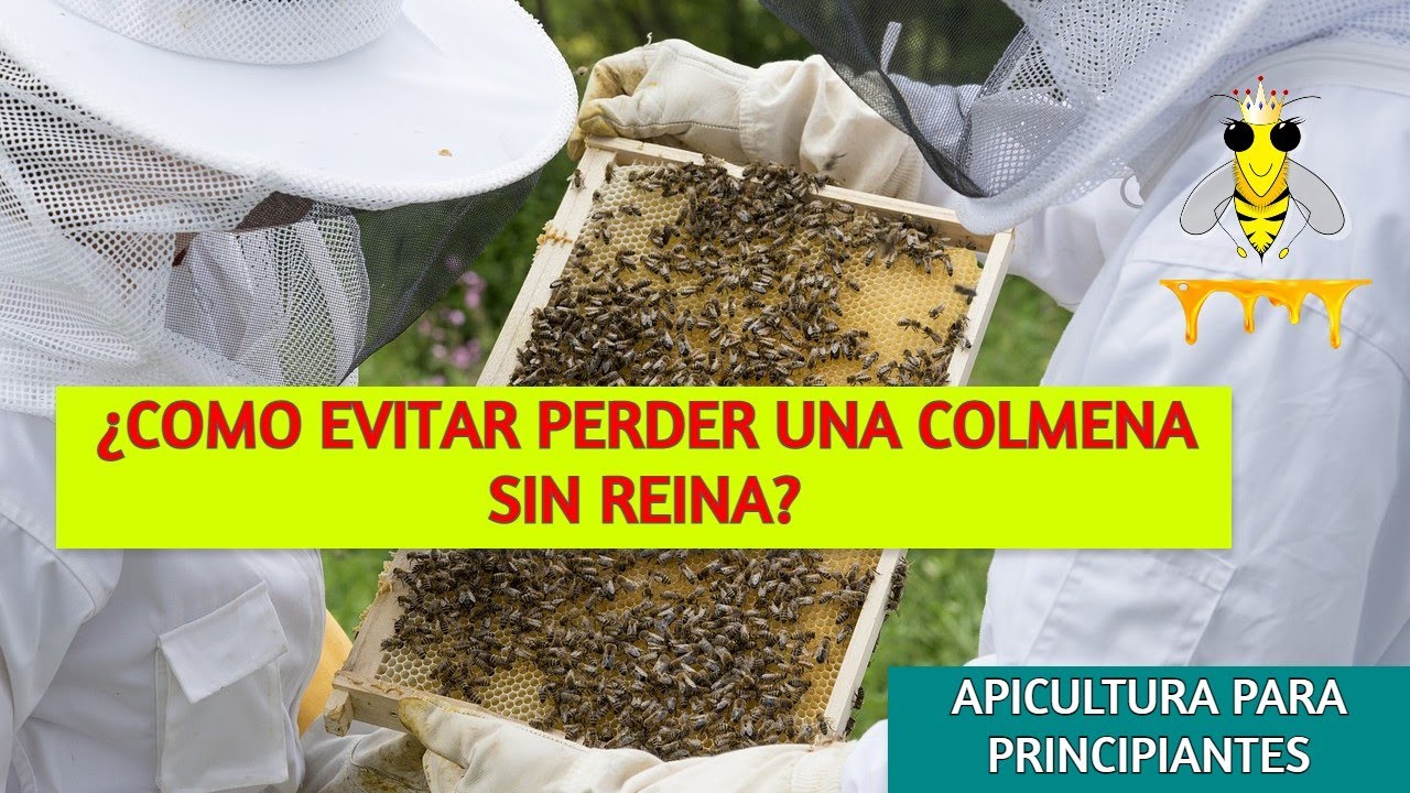 ENCONTRÉ MIS COLMENAS SIN REINAS 😭 ¡SOLUCIÓN! ☑