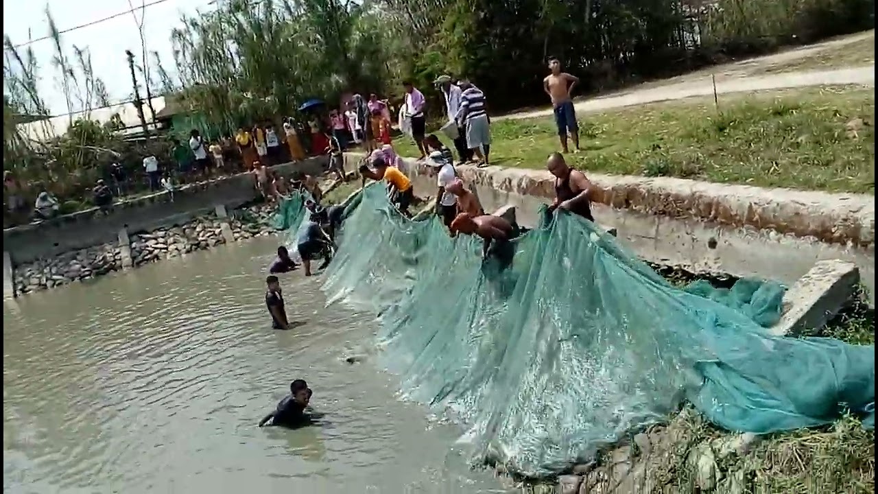 Amazing Fish Catch in Community Pond | Net Fishing by Villagers