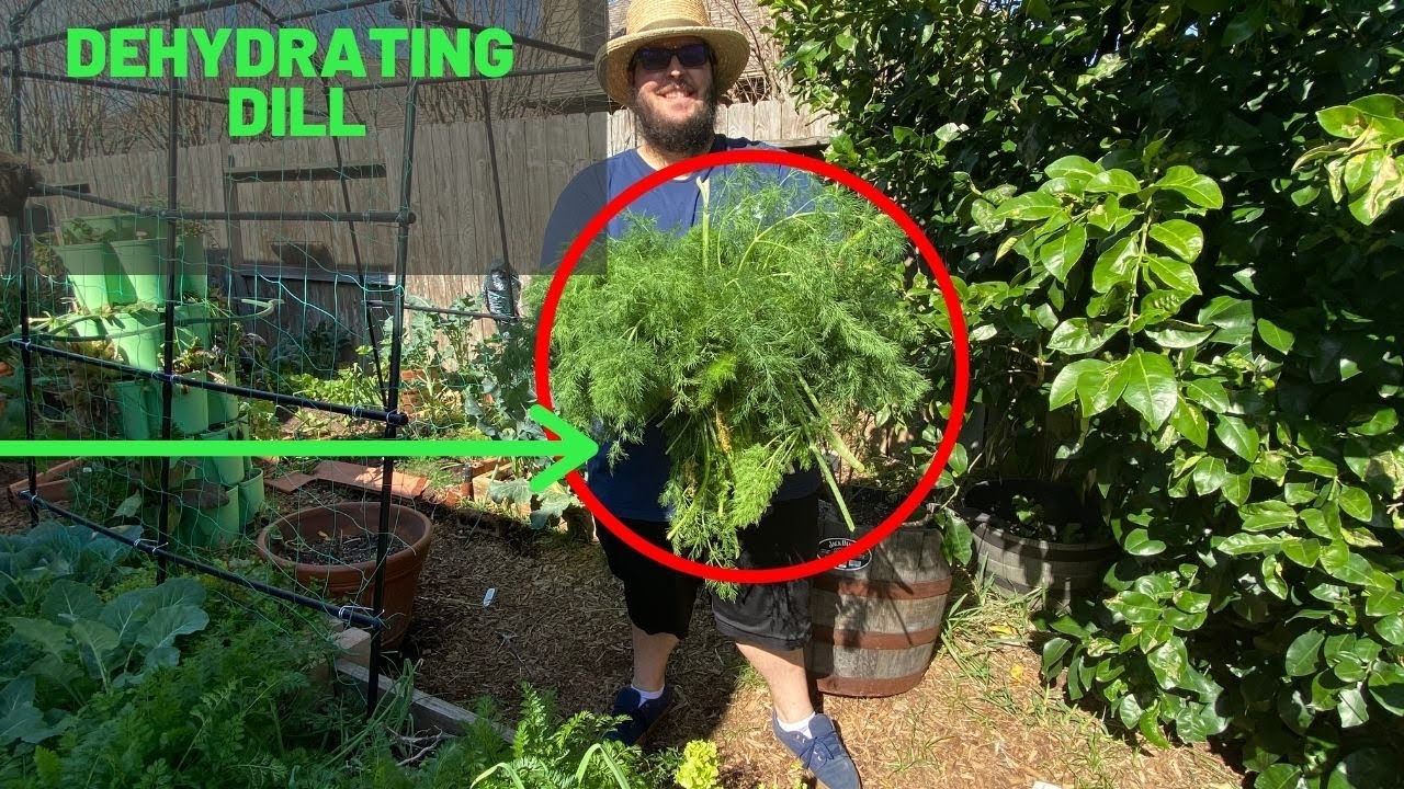 How to Dehydrate Dill (Easy)