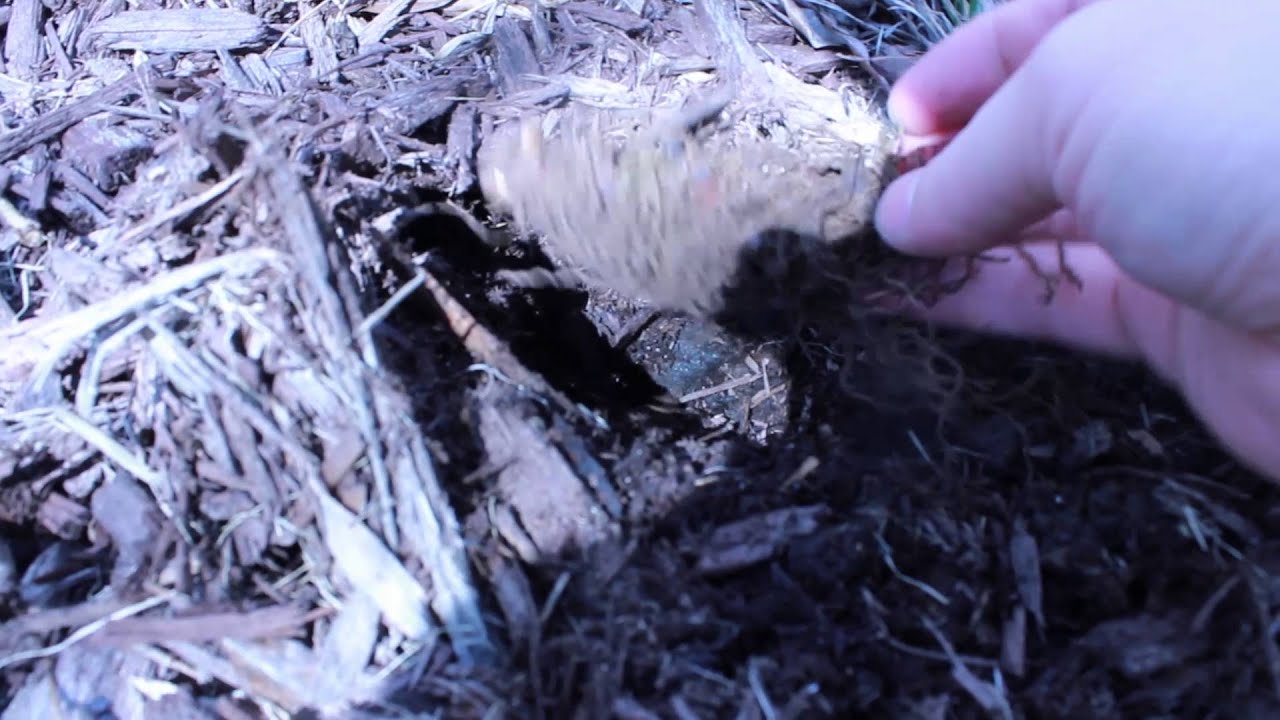 PLANTS: How To Plant Ostrich Fern Roots