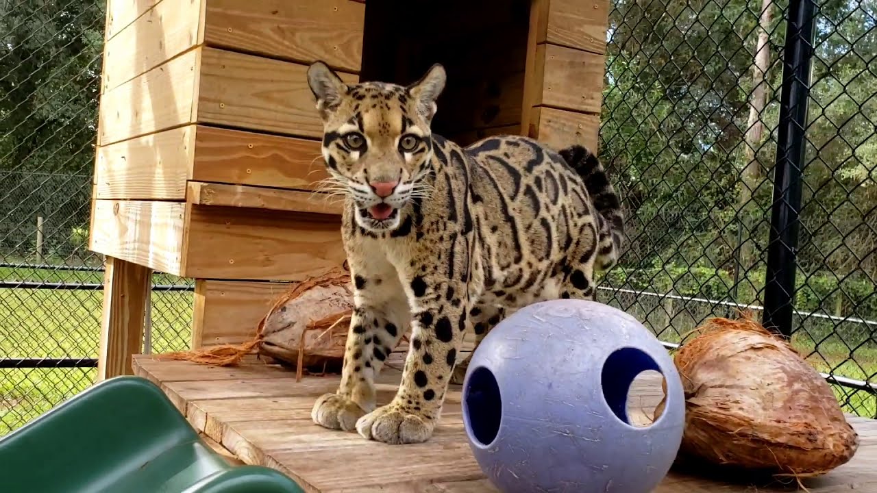 Clouded Leopards playing!