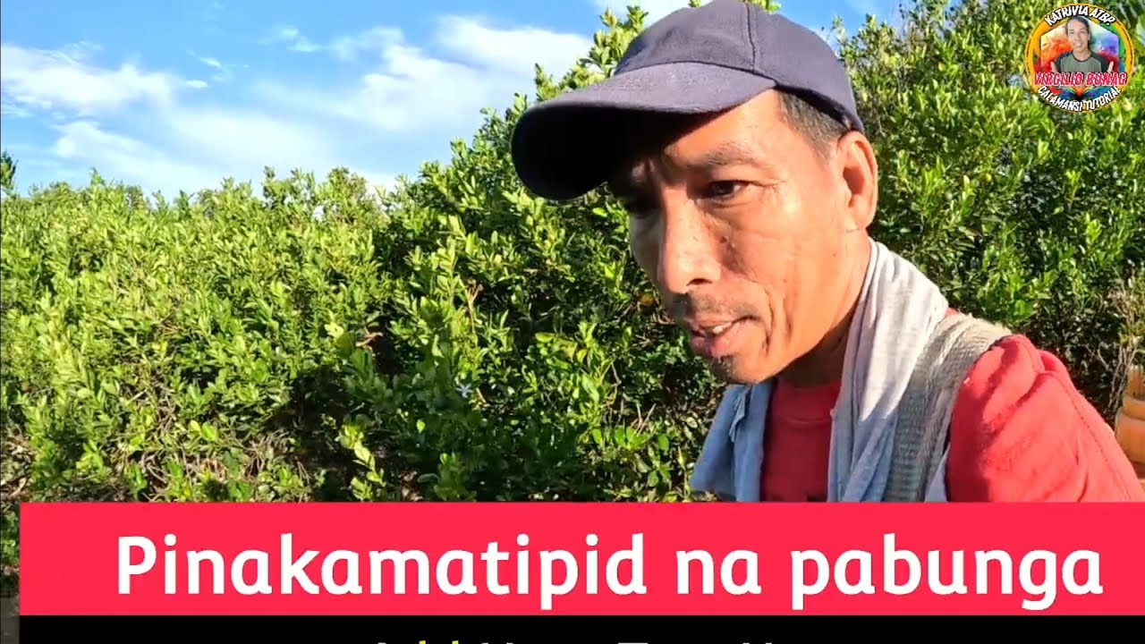 PINAKAMATIPID MENOS NA PARAAN NG PAGPAPABUNGA SA CALAMANSI