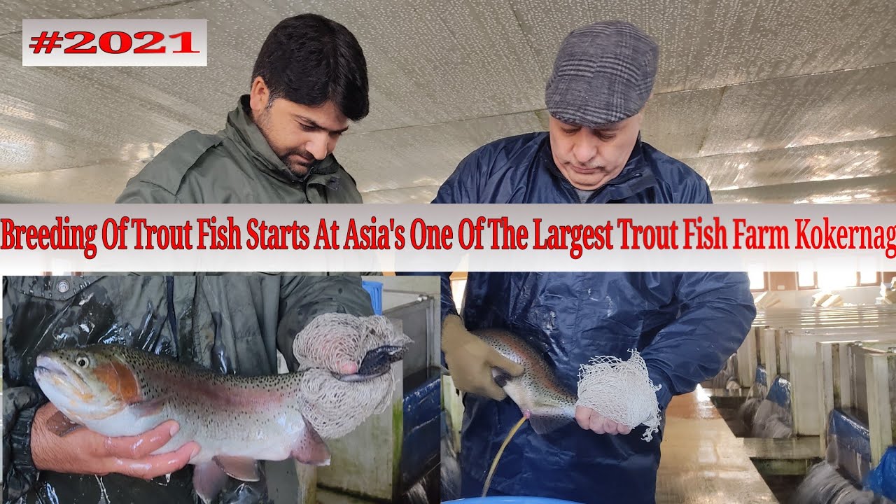 How Trout fish farming is becoming an industry in Kashmir.