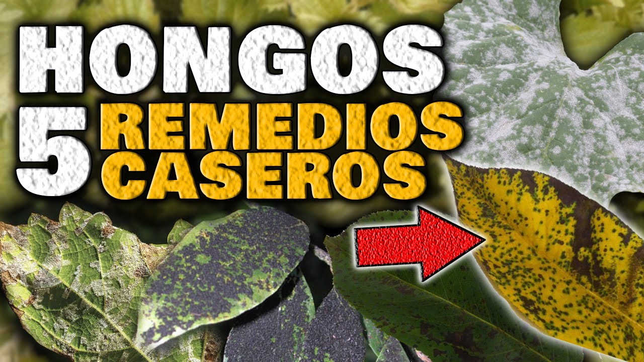 Elimina los HONGOS en las PLANTAS | Fungicida Casero para Combatir Hongos Mildiu, O&iacute;dio, Roya