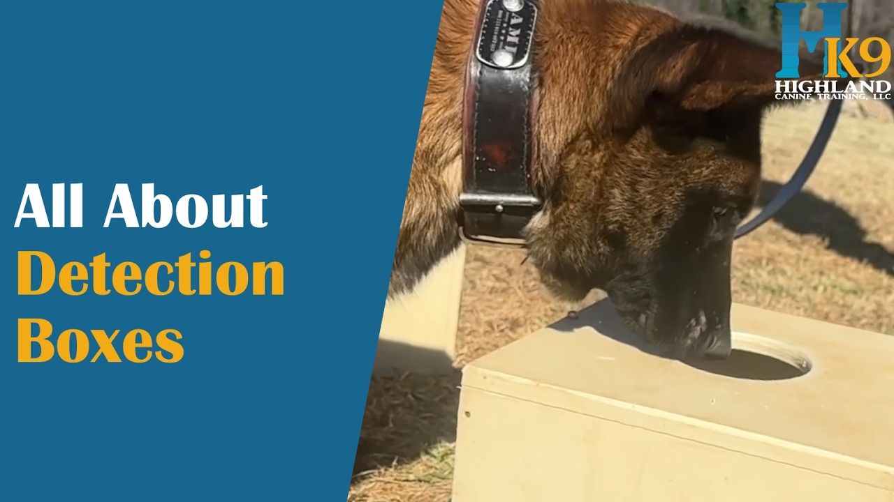 Detection K9 Training: All About Detection Boxes