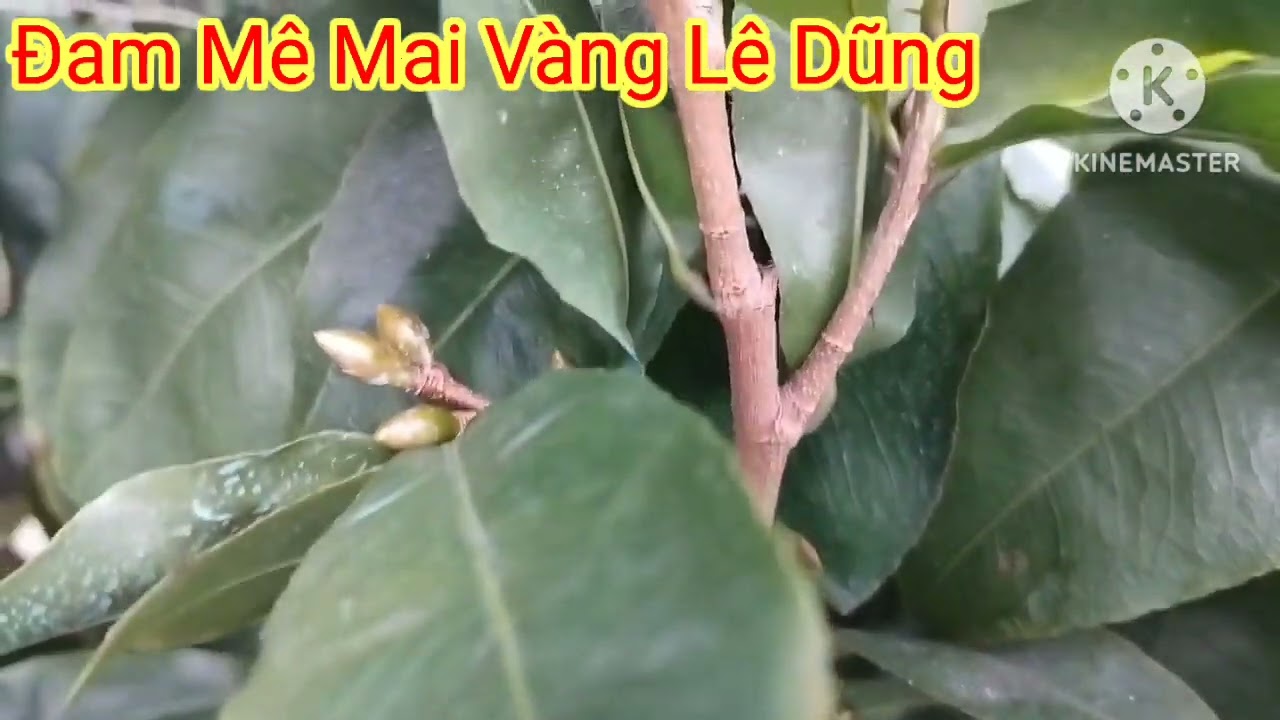 xem nút nụ mai ngày 22/11/2024 (al)
