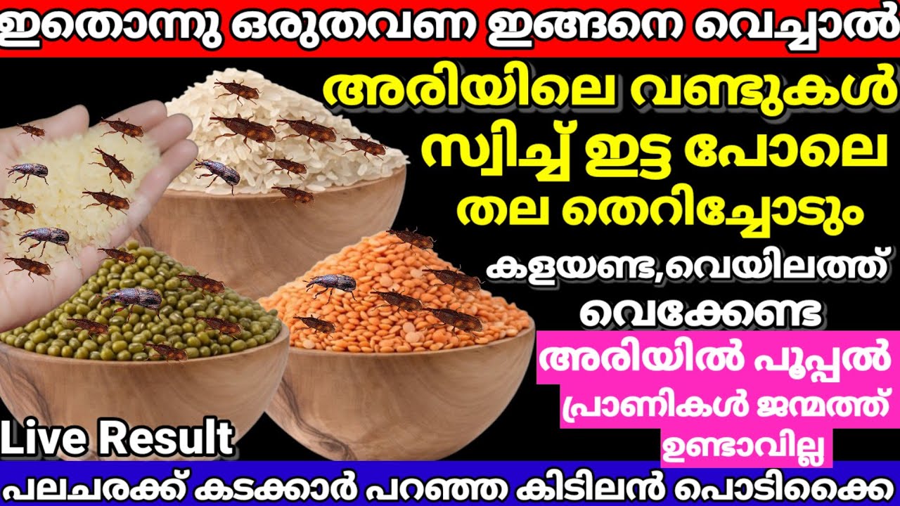 🔥ഇതൊന്നു മാത്രം മതി അരിയിലെ വണ്ടുകൾ പമ്പകടക്കും ഒറ്റയൂസിൽ ഞെട്ടിക്കുന്ന റിസൾട്ട്&zwnj; ലൈവ്|MISTYWALK63