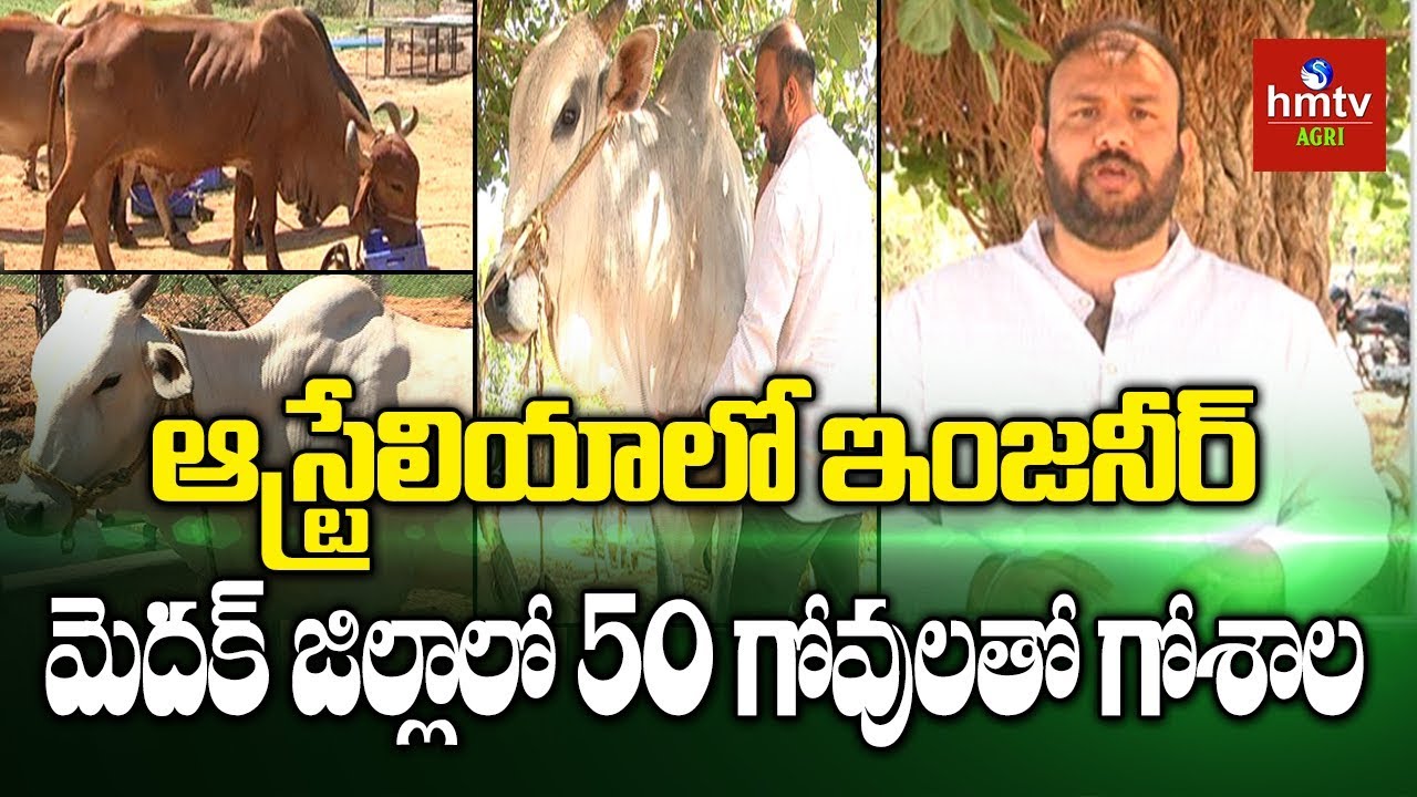 DJ to Farmer | Young Farmer Ujwal Cows Farming Success Story | hmtv Agri