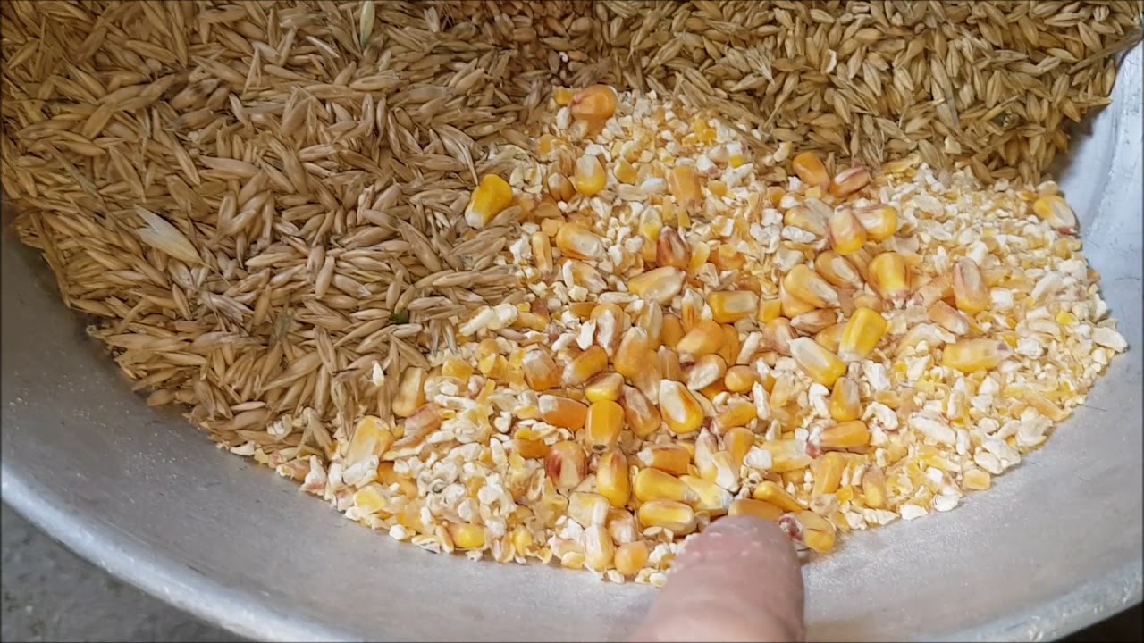 La alimentación de la palomas la cual beneficia o perjudica