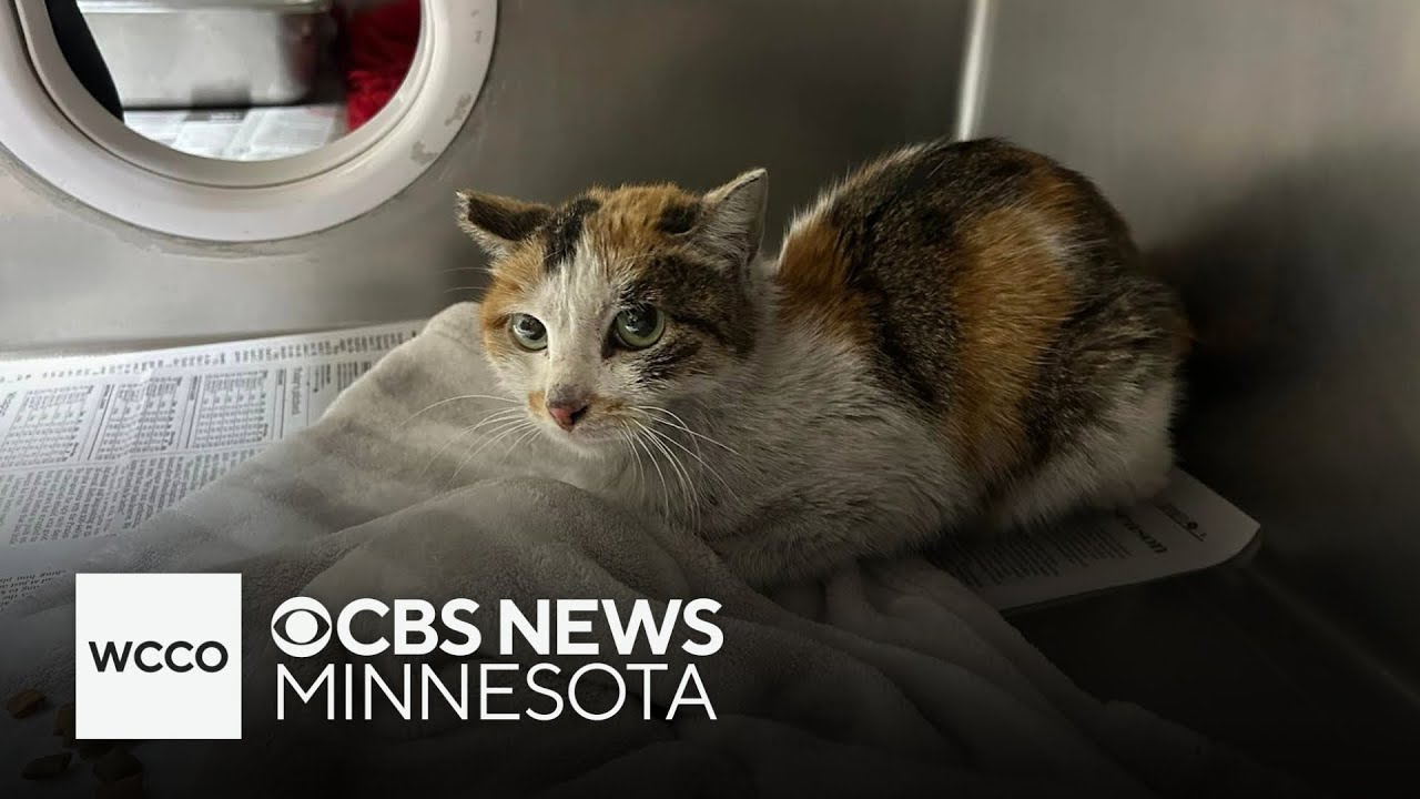 Stowaway cat survives journey from China to Minnesota in shipping container