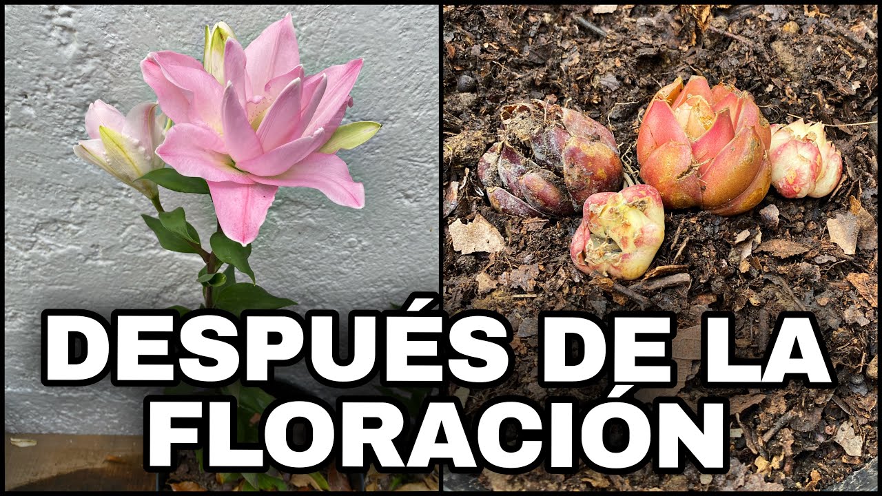 Que Hacer DESPUES De La FLORACIÓN De AZUCENAS O LILIUM (Lirios)