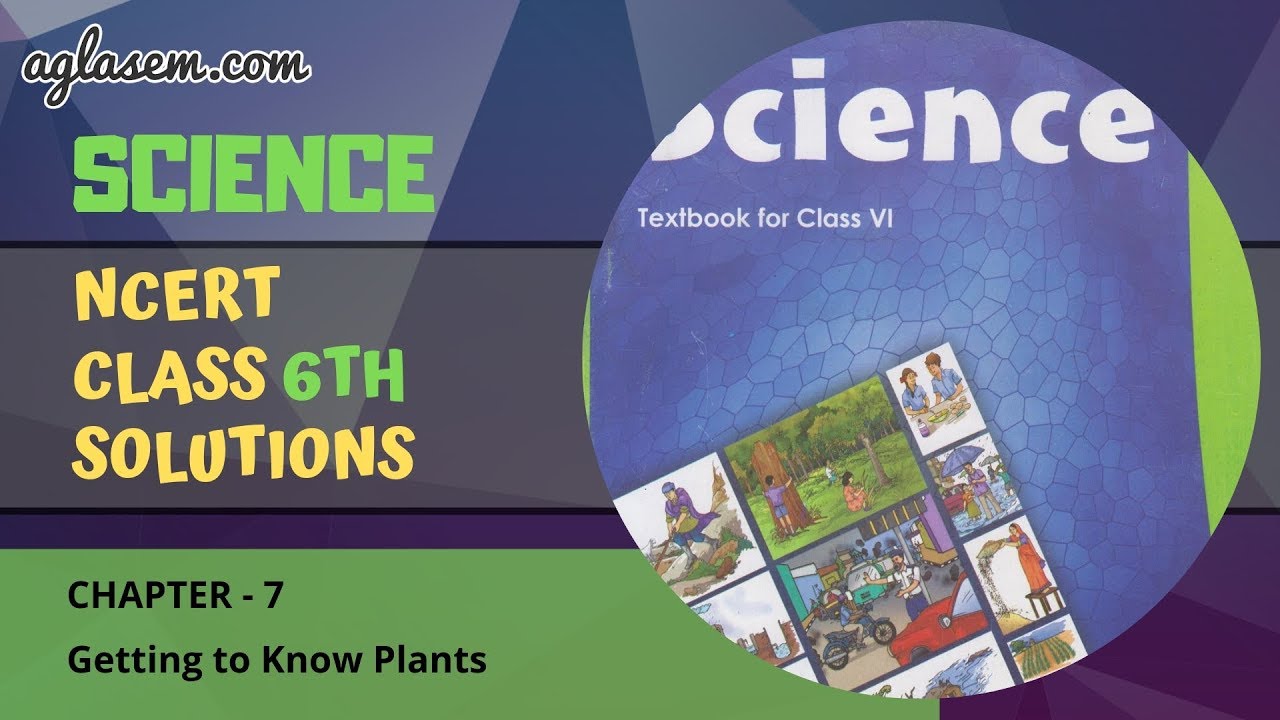 NCERT Solutions Class 6 Science Chapter 7: Getting to Know Plants | Aglasem Schools