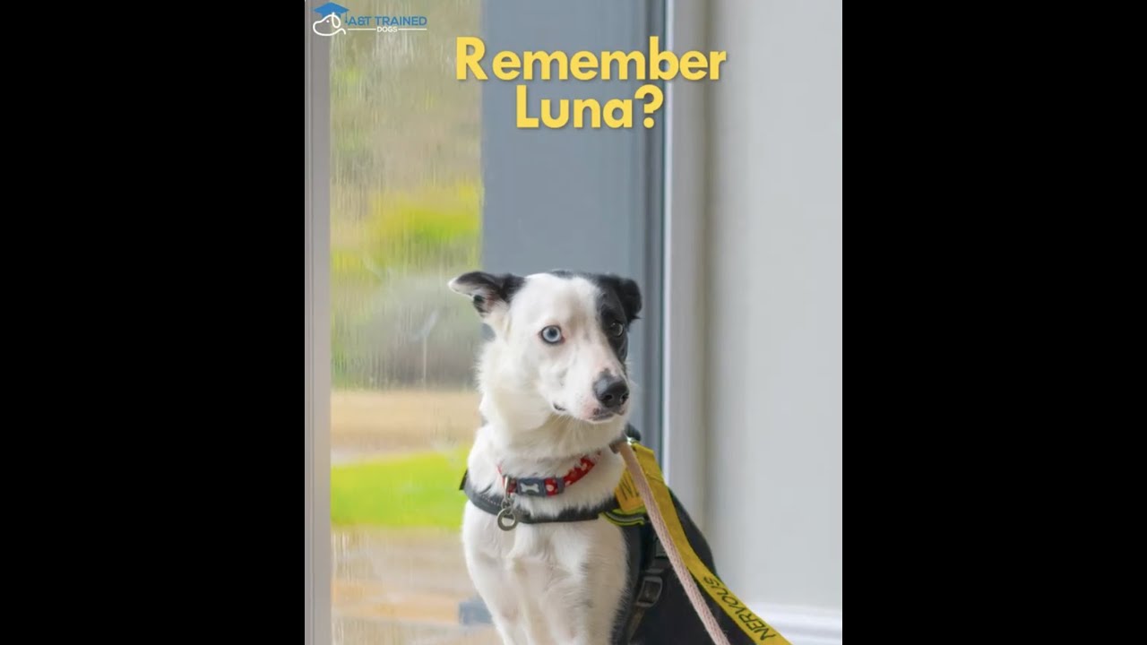 Luna - Residential Training (Extreme Anxiety)