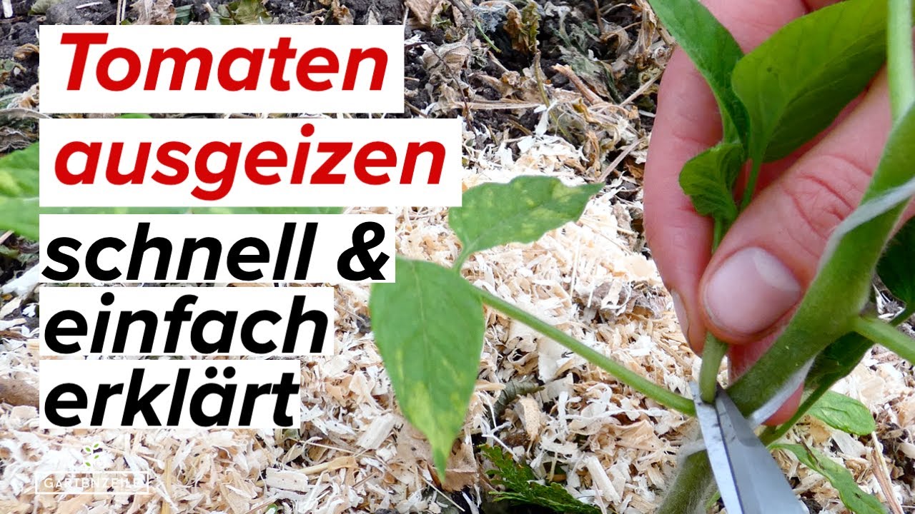 Tomaten richtig ausgeizen | schnell & einfach erkl&auml;rt in 2 Minuten.