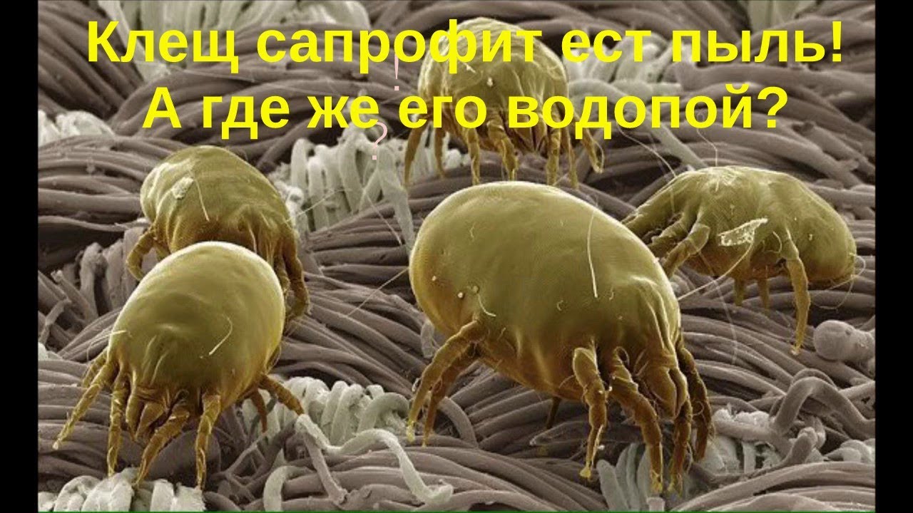 А ГДЕ ЖЕ ПЬЕТ КЛЕЩ САПРОФИТ?