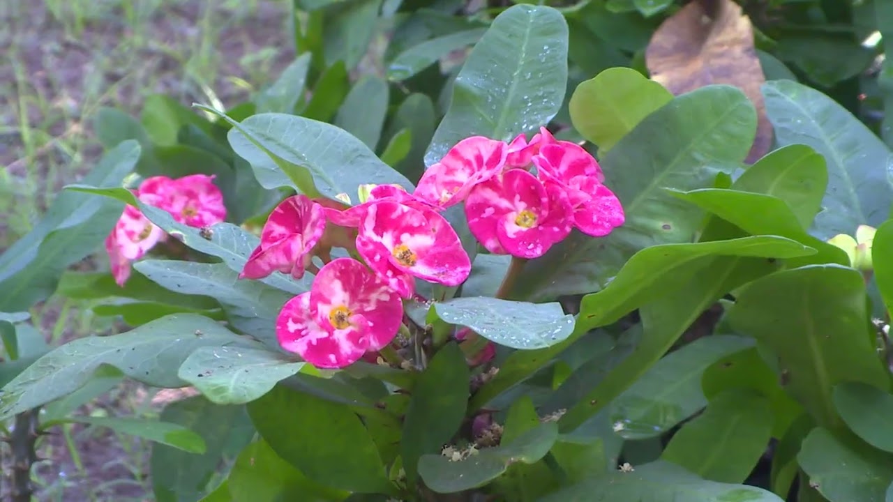 el Vivero la Izora destaca por su gran variedad de plantas ornamentales