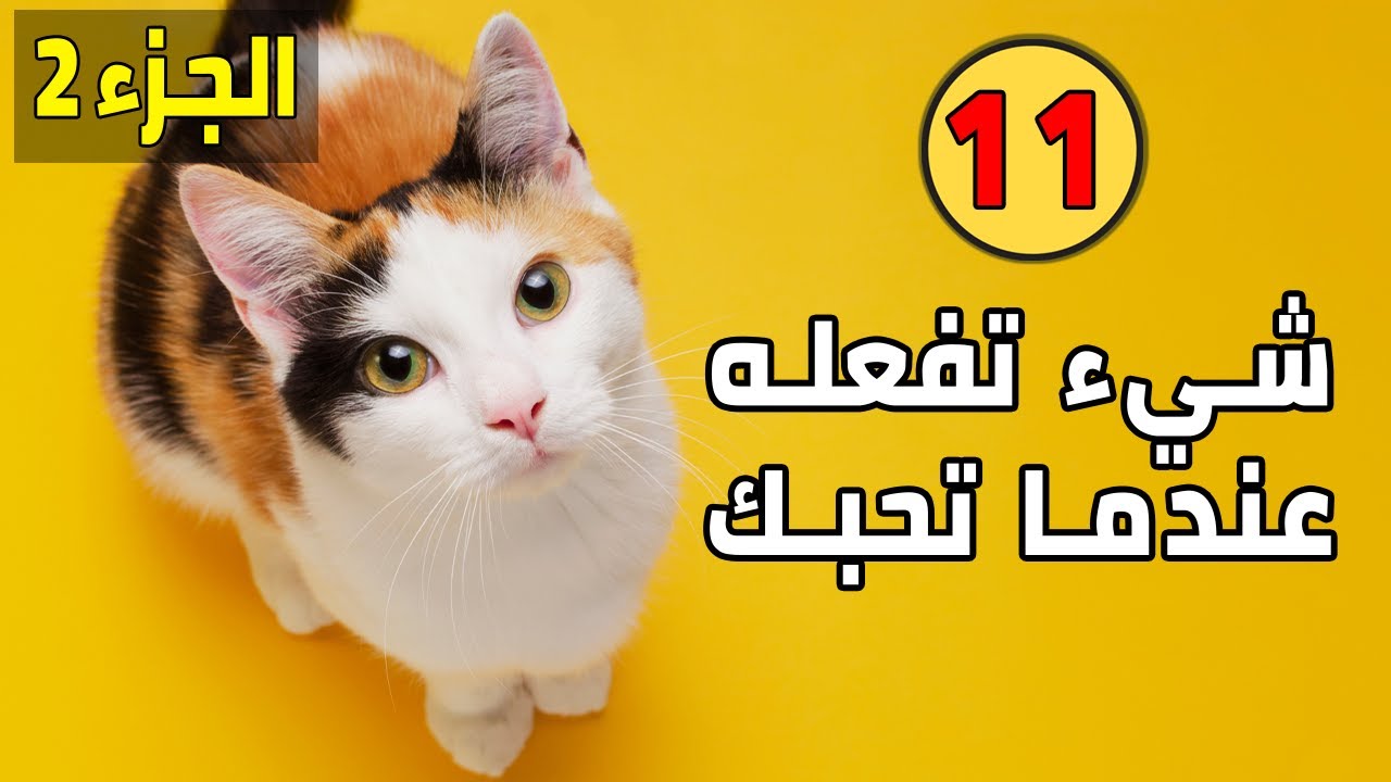 11 تصرف تفعله القطط عندما تكون تحبك