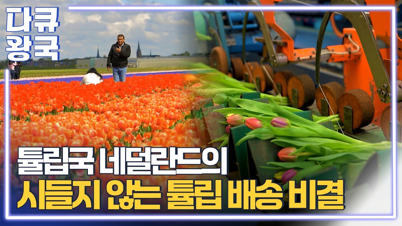 네덜란드 부의 원천은 튤립? 싱싱한 꽃과 씨앗을 배송하는 네덜란드의 놀라운 물류 시스템! [에어포트TK2 안동MBC]