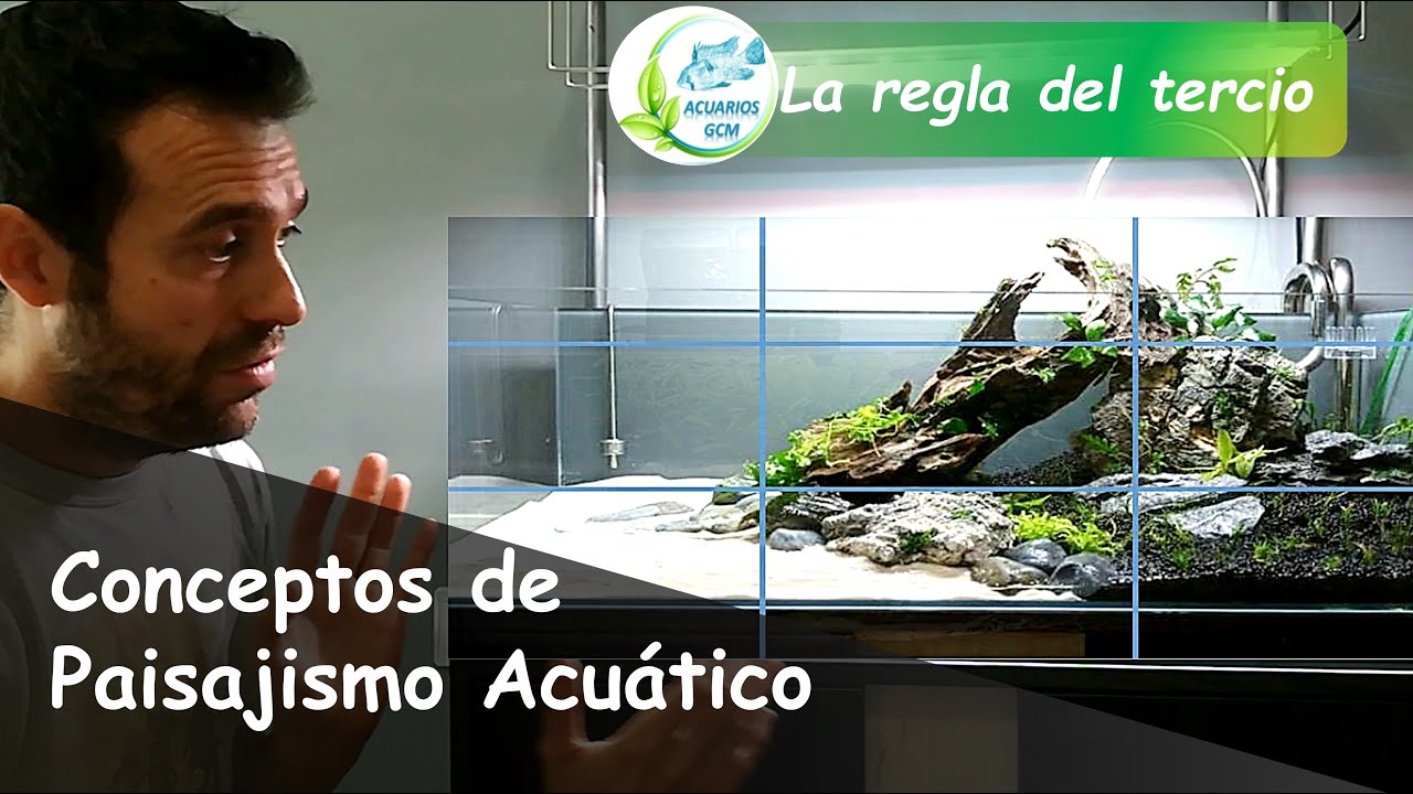Conceptos Básicos de Paisajismo Acuático #1: Qué es el HARDSCAPE y la REGLA DEL TERCIO