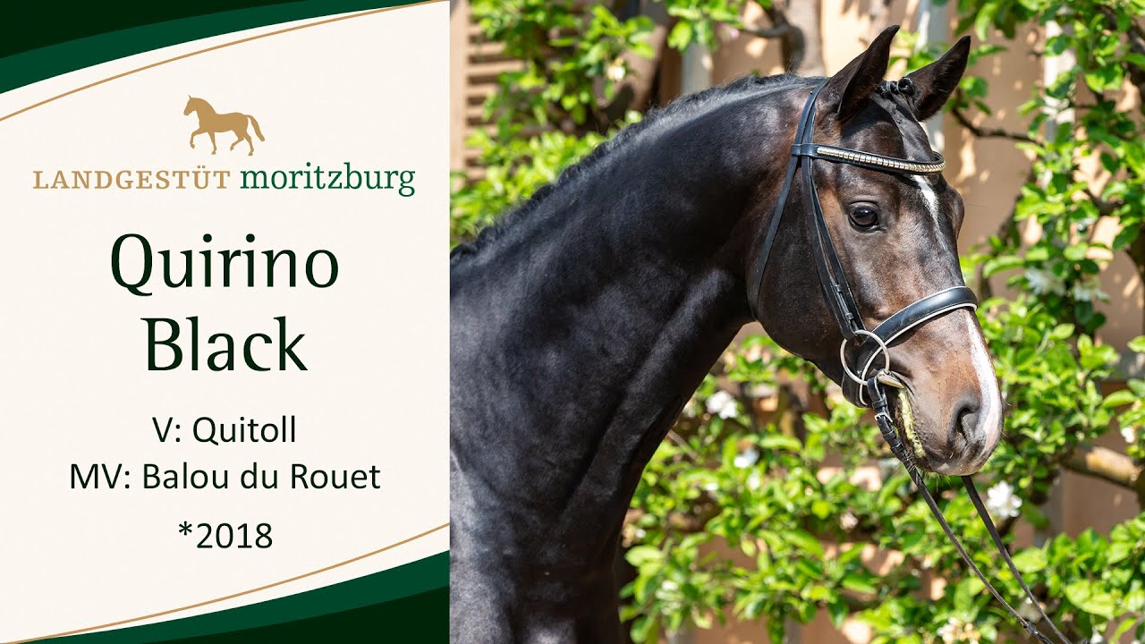 QUIRINO BLACK v. Quitoll - Balou du Rouet 2023