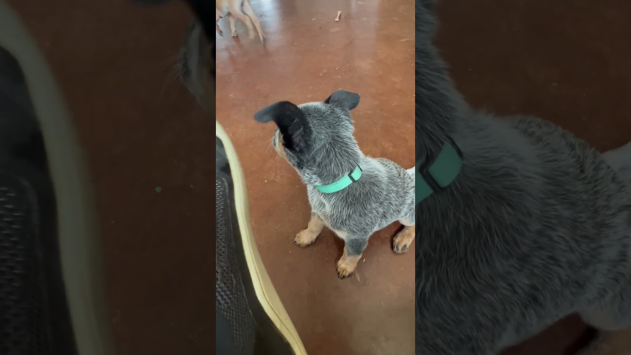 All the heelers! #heelers