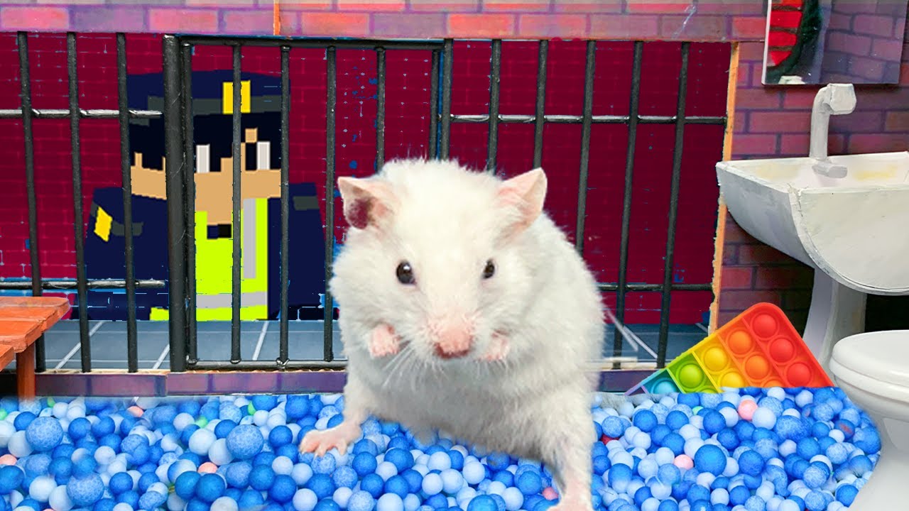 🐹 Hamster Escapes Super Prison Maze for Pets in real life 🐹Mr Hamster