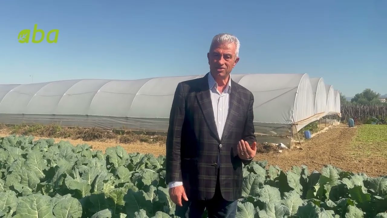 Teknologjia e kultivimit të brokolit në fushë të hapur