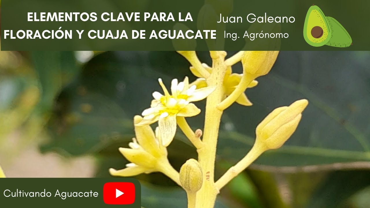 Elementos claves para la floración y cuaja del aguacate