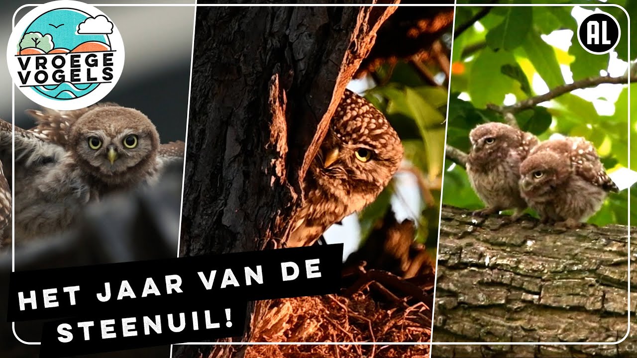 Dit jaar zetten we de steenuil in het zonnetje | Zelf Geschoten | Vroege Vogels