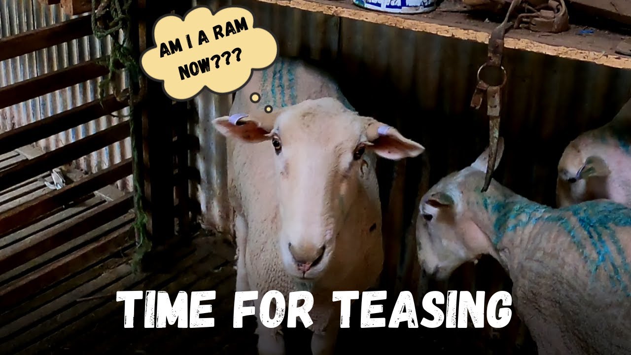 RAM, EWE OR OTHER??? | What Am I? | Start of Joining for 2023 | Australian Sheep Farming