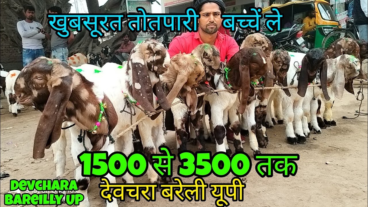 Beautiful Totapari Kids at Devchara Bakra Mandi Bareilly UP