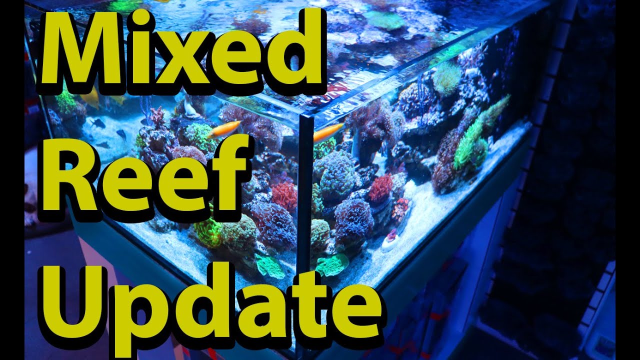 100 Gallon Salt Water Aquarium