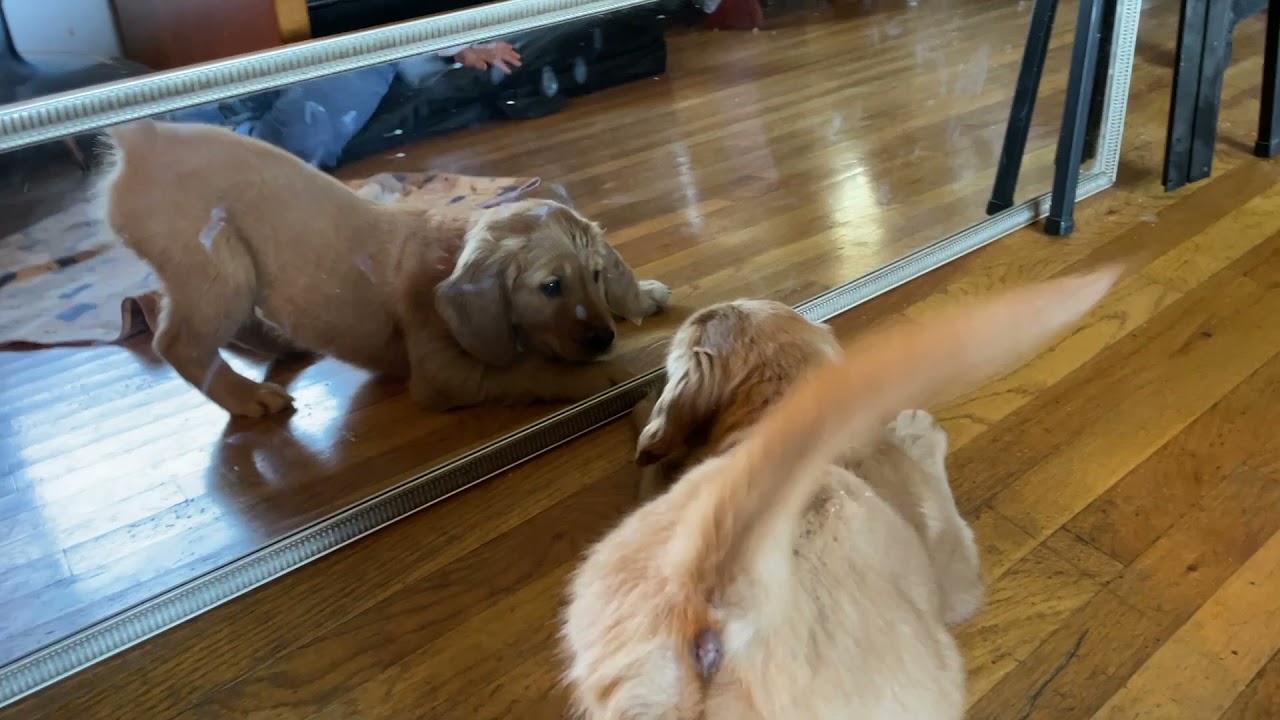 The Internet of Experiences: NFC Buladog Mirror