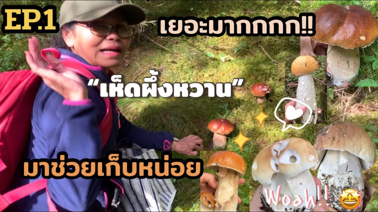 มาแล้ว มาแล้ว EP.1 เห็ดผึ้งหวานเริ่มออกเยอะแล้วค่ะ ไม่ดูพลาดมากนะ 🤩😍🇳🇴 | Emmy Pyd