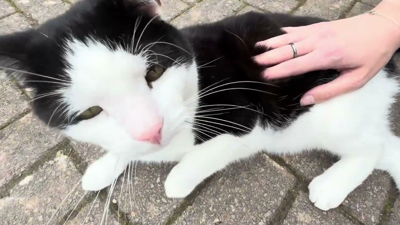 The Sweetest Neighbourhood Cat Ever🩷😸