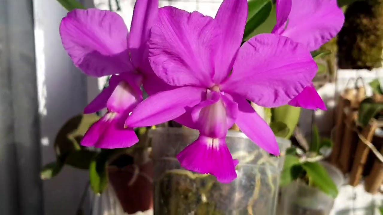Цветение каттлеи cattleya walkeriana.  Cattleya nobilior