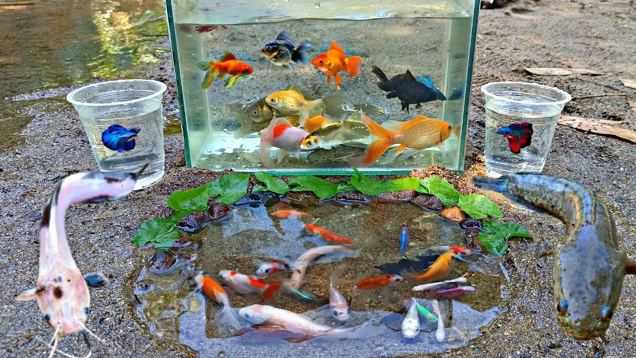 Wow! Tangkap Ikan Hias Warna warni di Sungai, Ikan Cupang, Ikan Lele, Ikan Gabus, Ikan Sapu-sapu