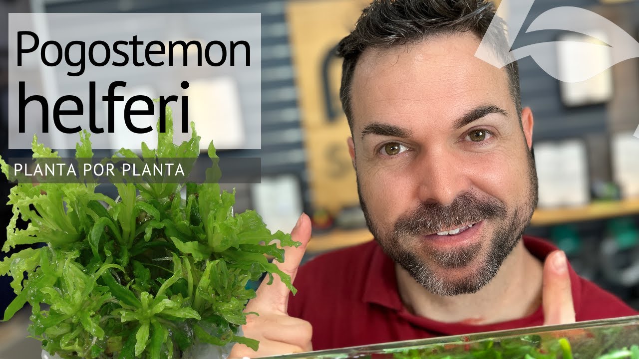Planta por planta | Pogostemon helferi