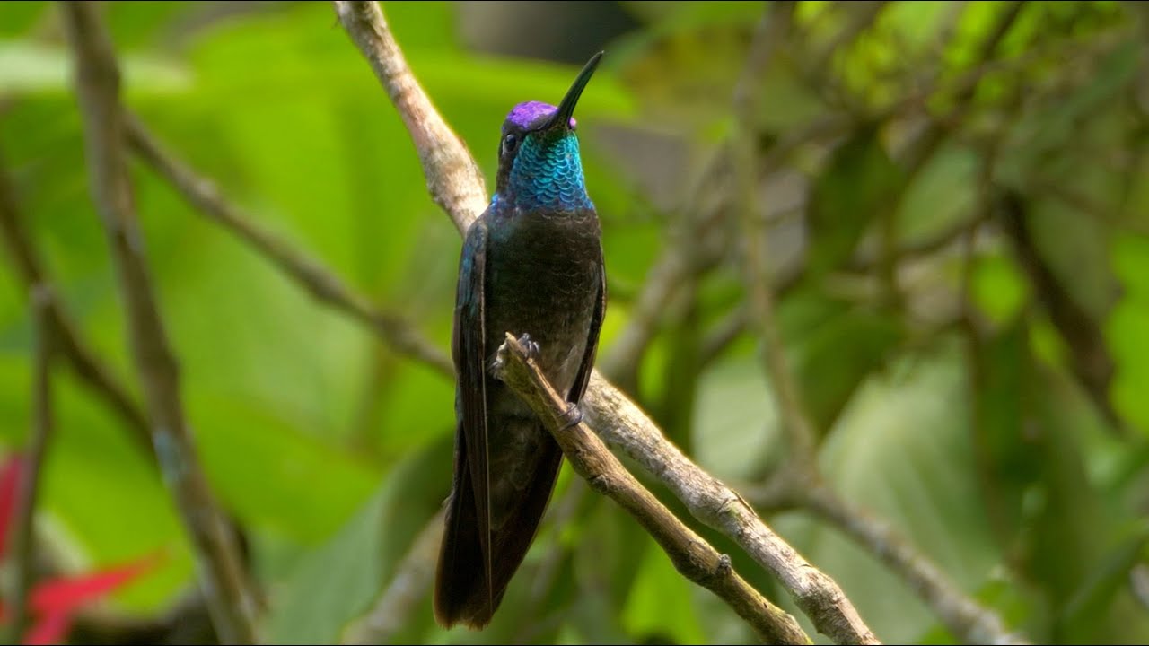 Rivoli's Hummingbird and its Call